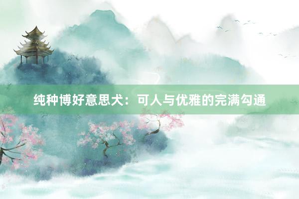 纯种博好意思犬：可人与优雅的完满勾通